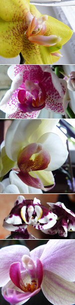 orchideenpracht