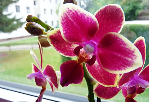 orchideen11