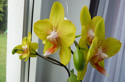 orchideen14