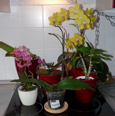 orchideen20