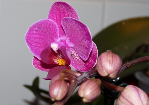 orchideen21