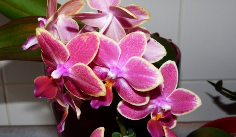 orchideen24