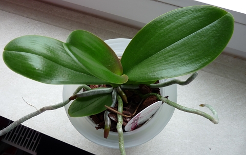 orchideen33