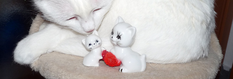 Drei weiße Kätzchen