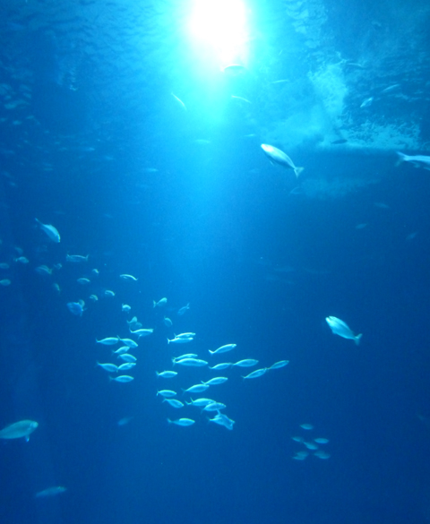 Aquarium im Ozeaneum