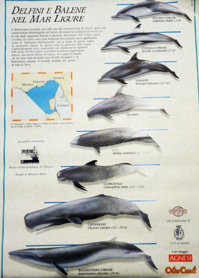 Wale im Mittelmeer