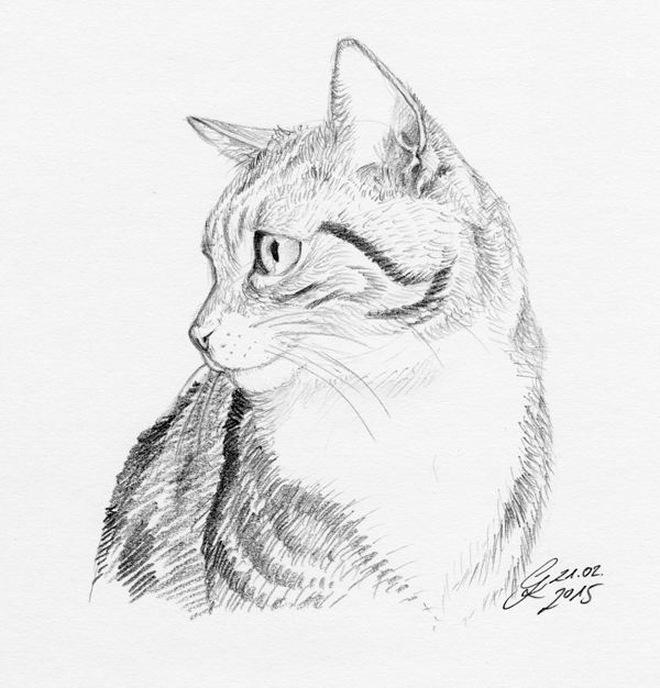 Katzenportrait mit Bleistift gezeichnet