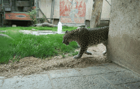 Leopard im Zoo